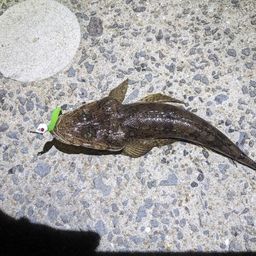 マゴチ