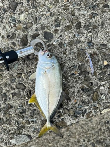 メッキの釣果