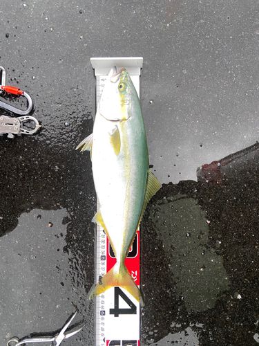 イナダの釣果