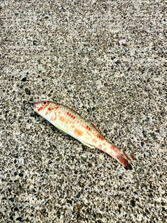 ヒメジの釣果
