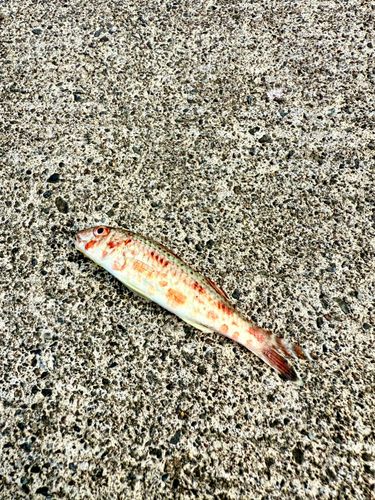 ヒメジの釣果