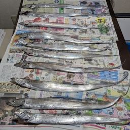 タチウオ