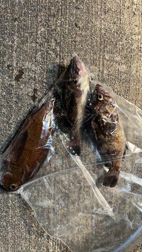 クロソイの釣果