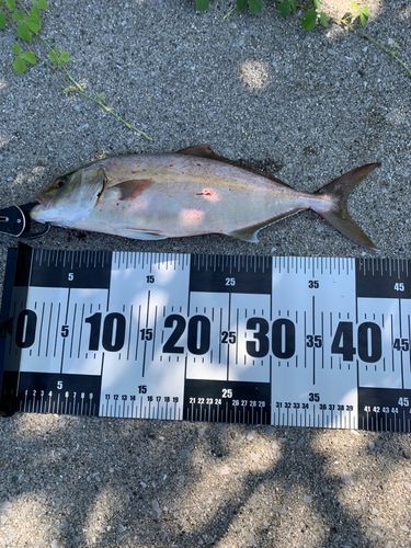 ネイリの釣果
