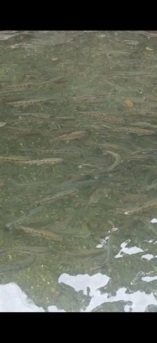 ヤマメの釣果