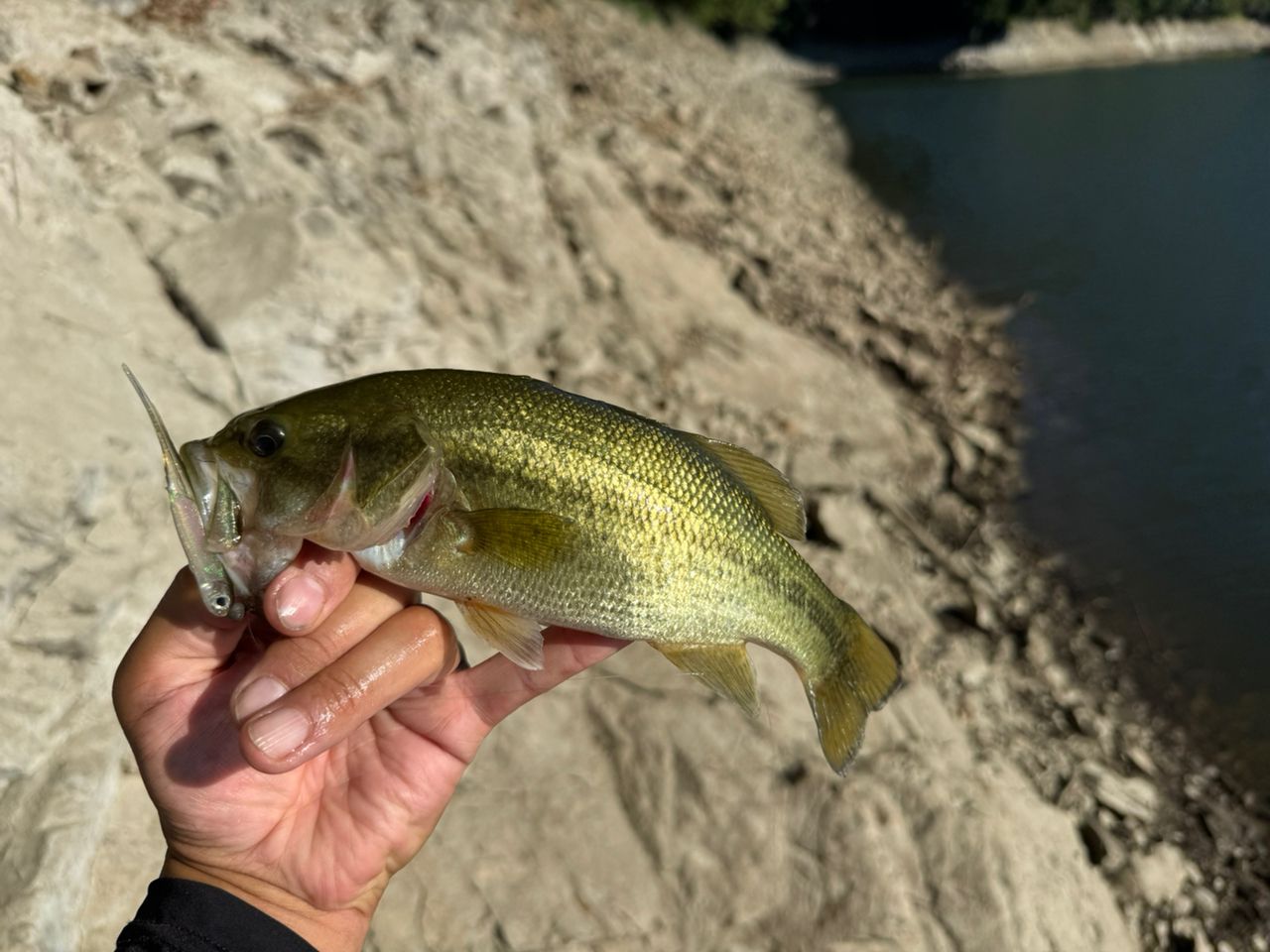 ラージマウスバス