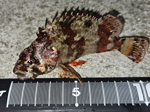 ヨロイメバルの釣果