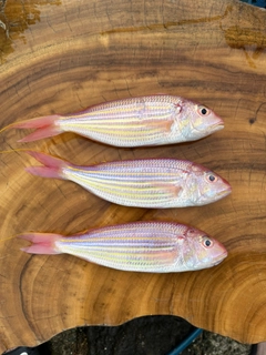 イトヨリダイの釣果
