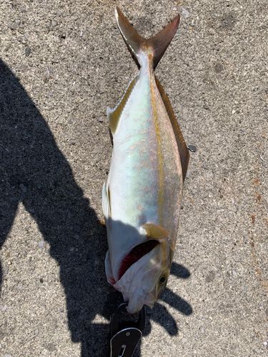 ネイリの釣果