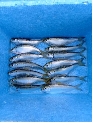 サッパの釣果