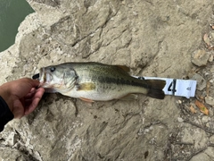 ラージマウスバスの釣果