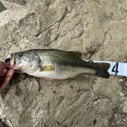 ラージマウスバス