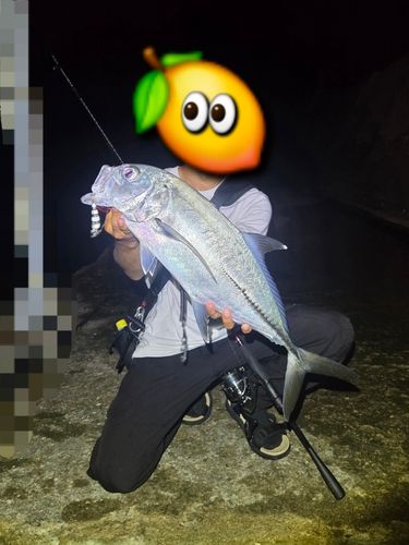 ギンガメアジの釣果
