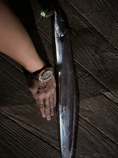 タチウオの釣果