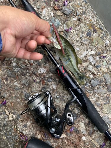 ラージマウスバスの釣果