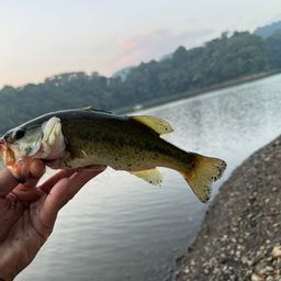 ラージマウスバス