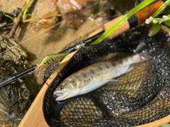 ヤマメの釣果