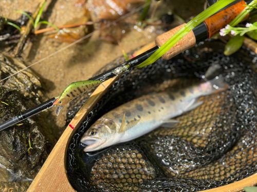 ヤマメの釣果