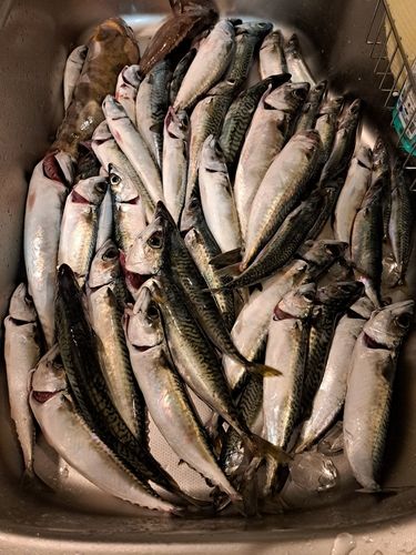 サバの釣果