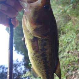 ブラックバス