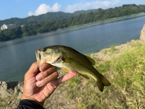 ラージマウスバスの釣果