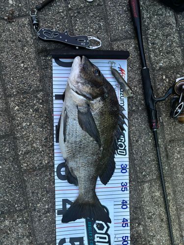 チヌの釣果