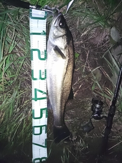 スズキの釣果