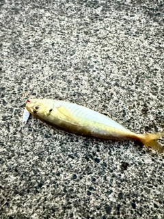 マアジの釣果