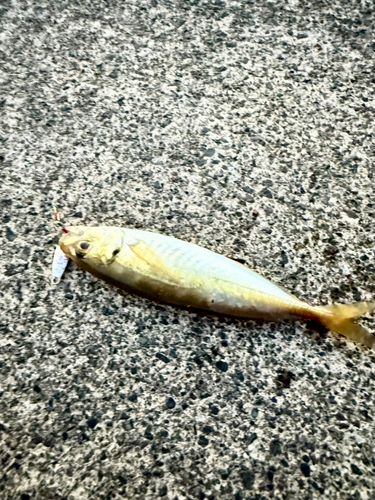 マアジの釣果