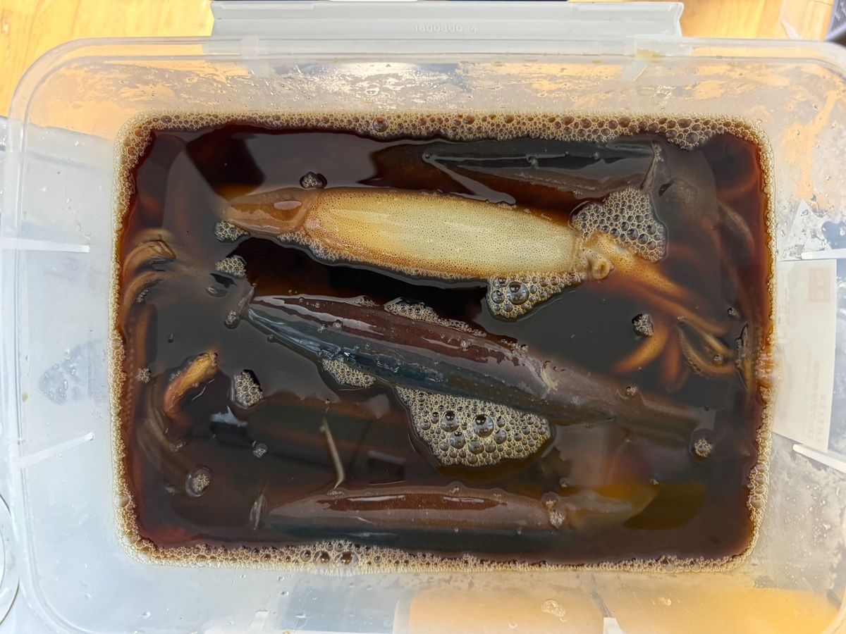 すぎっち0130さんの釣果 2枚目の画像