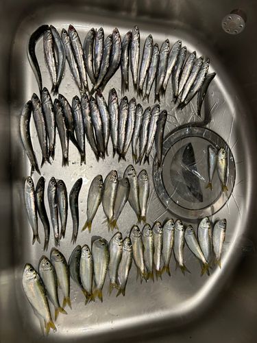 カタクチイワシの釣果