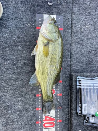 釣果