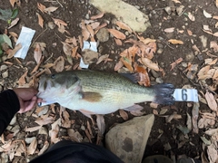ラージマウスバスの釣果