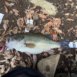 ラージマウスバス