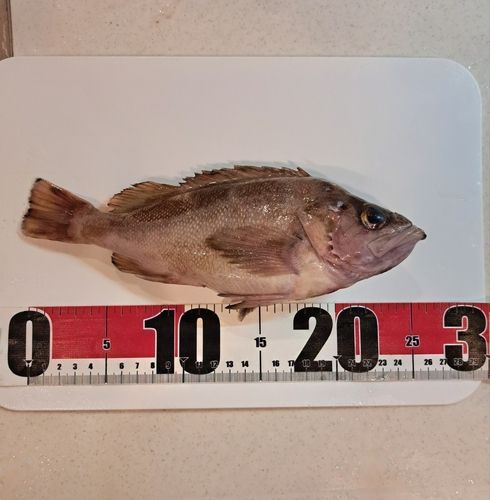 ガヤの釣果