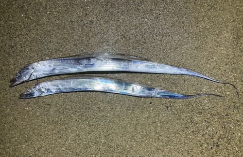 タチウオの釣果