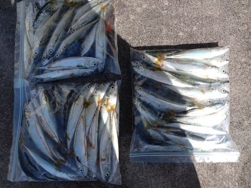 サバの釣果