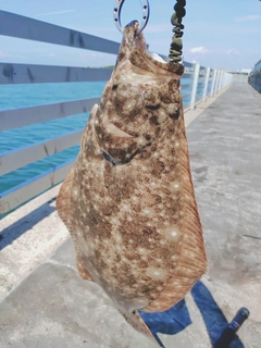 ヒラメの釣果