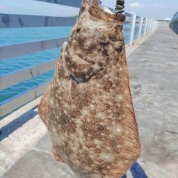 ヒラメ