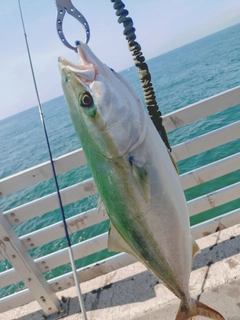 ハマチの釣果
