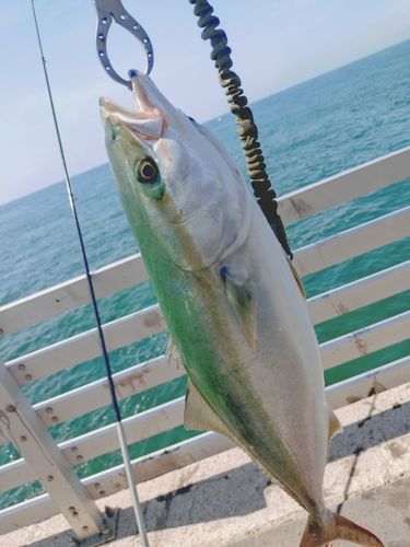 ハマチの釣果
