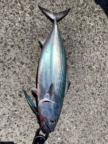 内海
