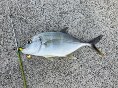 メッキの釣果