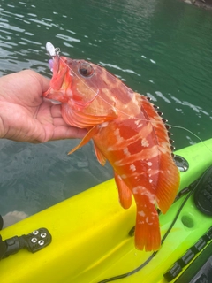 アカハタの釣果