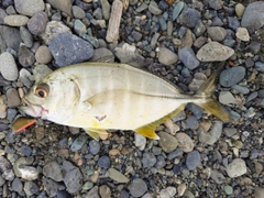 メッキの釣果