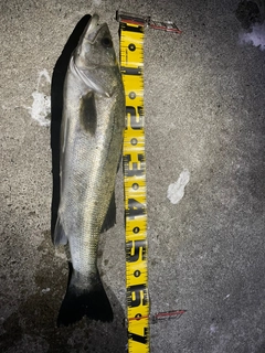 シーバスの釣果