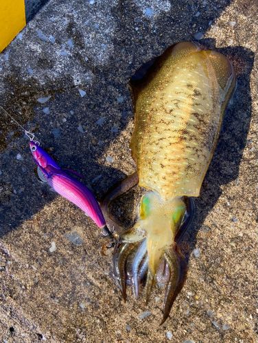 アオリイカの釣果