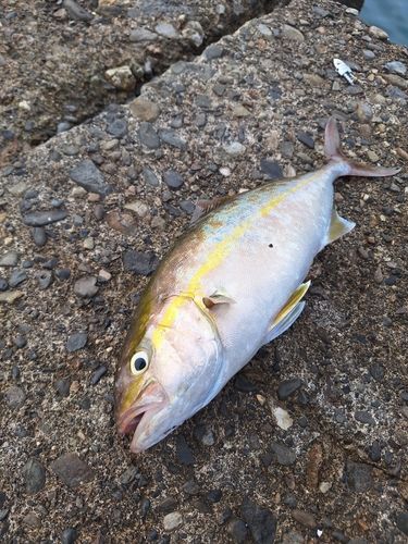 くじら浜公園周辺