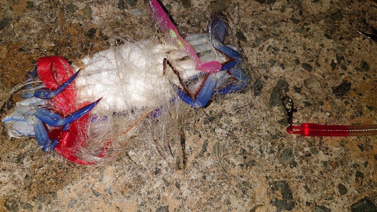 タイワンガザミ