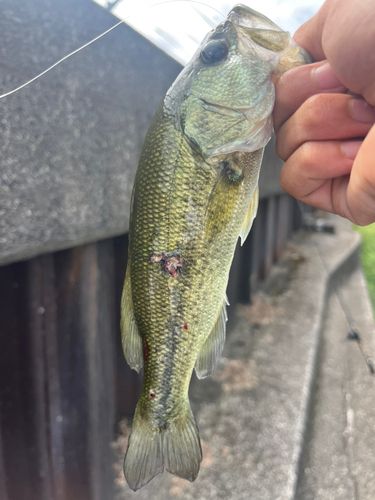 ラージマウスバスの釣果